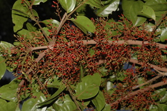 Helixanthera wallichiana